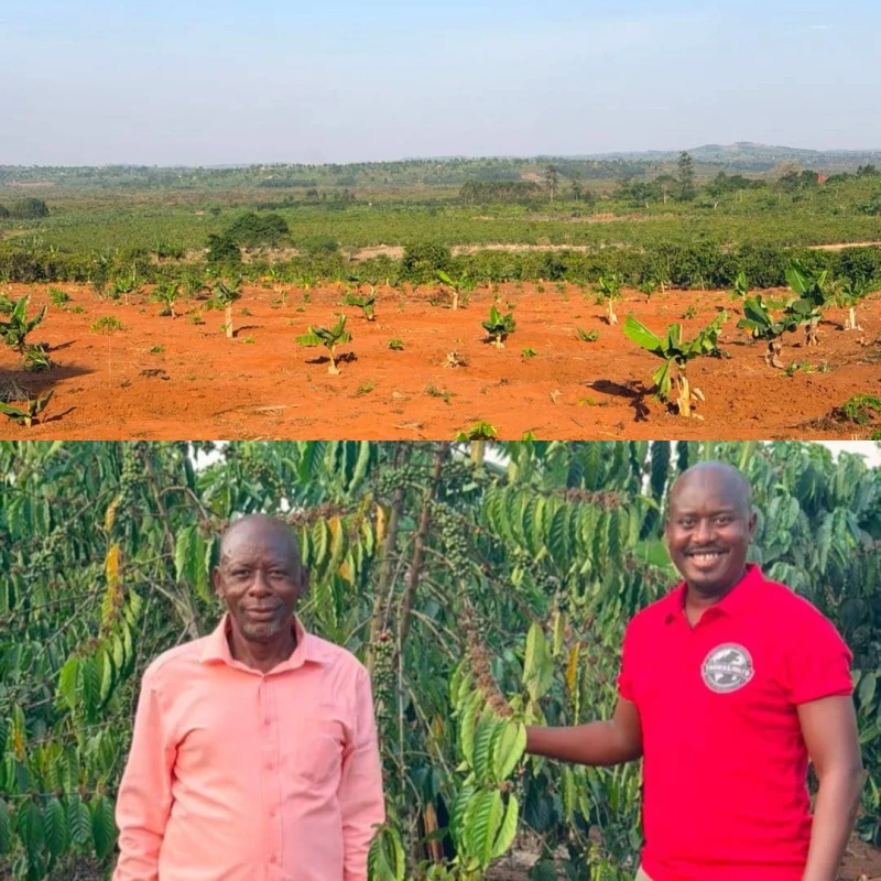 210 Coffee Farmers Trained in Greater Masaka as Thomas JM Global Export Strengthens Link to Global Markets - Kampala Media TV News Story