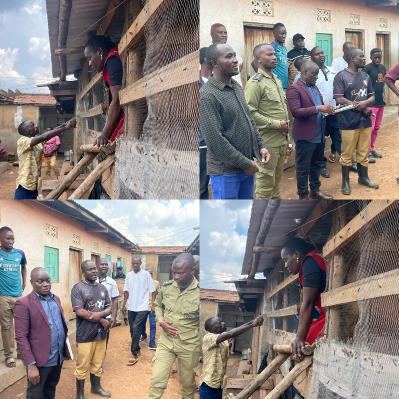 NUP Chairperson in Zirobwe Praises President Museveni as PDM Transforms Family Through Poultry and Goat Farming - Kampala Media TV News Story