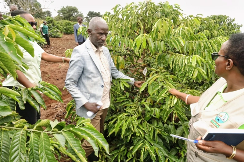 Research advances on the new Excelsa Coffee - Kampala Media TV News Story