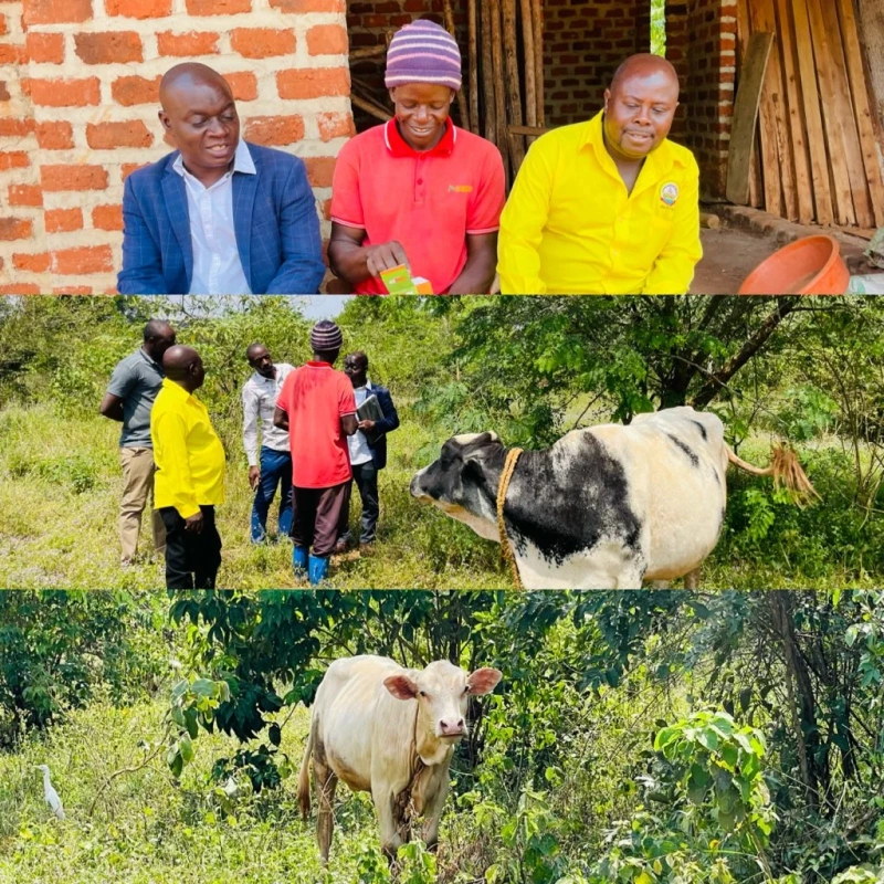 PDM Success: Mr. Kiza Fazir Grows from One to Three Cows, Now Earns UGX 7.2 Million Annually