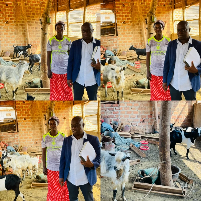 PDM Success: Mrs. Nakimuli Safinah Grows Goat Enterprise from Two to 13 Goats Through Government Support - Kampala Media TV News Story